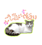 にゃんこの居処  改2 カラフル（個別スタンプ：27）