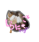 にゃんこの居処  改2 カラフル（個別スタンプ：30）
