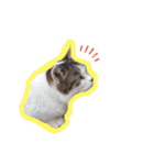 にゃんこの居処  改2 カラフル（個別スタンプ：33）