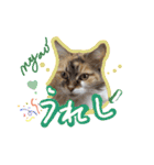 にゃんこの居処  改2 カラフル（個別スタンプ：34）