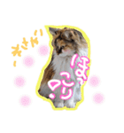 にゃんこの居処  改2 カラフル（個別スタンプ：35）
