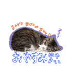 にゃんこの居処  改2 カラフル（個別スタンプ：36）
