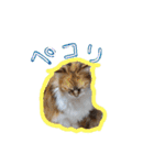 にゃんこの居処  改2 カラフル（個別スタンプ：39）