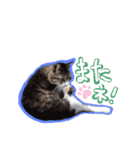 にゃんこの居処  改2 カラフル（個別スタンプ：40）