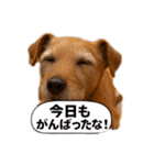 ミニチュアピンシャーのセバスチャン②（個別スタンプ：3）