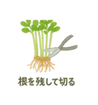 ベランダやさい日記（個別スタンプ：33）