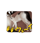 ウルの動くスタンプ（個別スタンプ：7）
