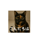 小花達です！ほのぼの日常スタンプ(日本語)（個別スタンプ：3）
