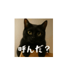 小花達です！ほのぼの日常スタンプ(日本語)（個別スタンプ：5）