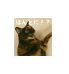 小花達です！ほのぼの日常スタンプ(日本語)（個別スタンプ：7）