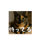 小花達です！ほのぼの日常スタンプ(日本語)（個別スタンプ：8）