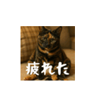 小花達です！ほのぼの日常スタンプ(日本語)（個別スタンプ：10）