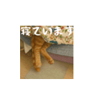 小花達です！ほのぼの日常スタンプ(日本語)（個別スタンプ：11）