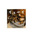 小花達です！ほのぼの日常スタンプ(日本語)（個別スタンプ：12）