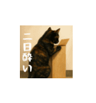 小花達です！ほのぼの日常スタンプ(日本語)（個別スタンプ：13）
