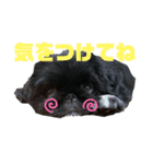 ラウレア4（個別スタンプ：3）