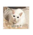 字幕ねこ〜実家エディション〜（個別スタンプ：1）