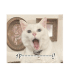 字幕ねこ〜実家エディション〜（個別スタンプ：2）