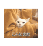 字幕ねこ〜実家エディション〜（個別スタンプ：3）