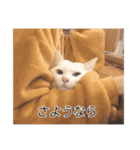 字幕ねこ〜実家エディション〜（個別スタンプ：4）