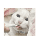 字幕ねこ〜実家エディション〜（個別スタンプ：5）