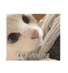 字幕ねこ〜実家エディション〜（個別スタンプ：6）