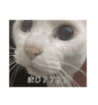 字幕ねこ〜実家エディション〜（個別スタンプ：7）