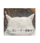 字幕ねこ〜実家エディション〜（個別スタンプ：8）