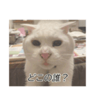 字幕ねこ〜実家エディション〜（個別スタンプ：9）