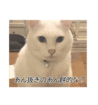 字幕ねこ〜実家エディション〜（個別スタンプ：10）