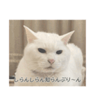 字幕ねこ〜実家エディション〜（個別スタンプ：12）