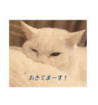 字幕ねこ〜実家エディション〜（個別スタンプ：13）