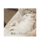 字幕ねこ〜実家エディション〜（個別スタンプ：15）