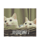 字幕ねこ〜実家エディション〜（個別スタンプ：17）
