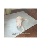 字幕ねこ〜実家エディション〜（個別スタンプ：18）