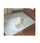 字幕ねこ〜実家エディション〜（個別スタンプ：19）