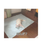字幕ねこ〜実家エディション〜（個別スタンプ：20）