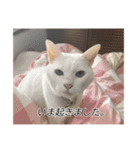 字幕ねこ〜実家エディション〜（個別スタンプ：21）