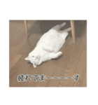 字幕ねこ〜実家エディション〜（個別スタンプ：22）