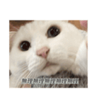 字幕ねこ〜実家エディション〜（個別スタンプ：23）