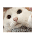 字幕ねこ〜実家エディション〜（個別スタンプ：24）