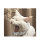 字幕ねこ〜実家エディション〜（個別スタンプ：25）