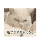 字幕ねこ〜実家エディション〜（個別スタンプ：26）