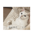 字幕ねこ〜実家エディション〜（個別スタンプ：27）