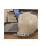 字幕ねこ〜実家エディション〜（個別スタンプ：28）