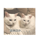 字幕ねこ〜実家エディション〜（個別スタンプ：29）