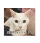 字幕ねこ〜実家エディション〜（個別スタンプ：30）