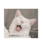 字幕ねこ〜実家エディション〜（個別スタンプ：31）