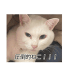 字幕ねこ〜実家エディション〜（個別スタンプ：32）