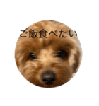 新しい 犬スタンプ 2（個別スタンプ：4）